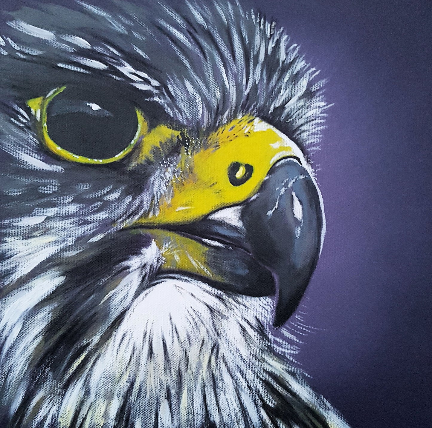 NZ Falcon - Karearea