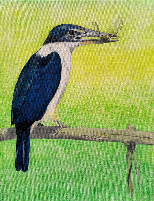 NZ Kingfisher - Kotare